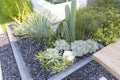 Backyard Rockery Garden with Green Small Succulent Plants.