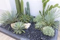 Backyard Rockery Garden with Green Small Succulent Plants.