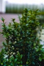 Backyard shrub. Hedge. A small plant with green leaves.