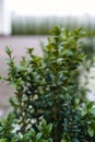 Backyard shrub. Hedge. A small plant with green leaves.