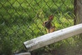Backyard Sneaking Spring Bunny