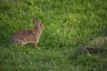 Backyard Spring Bunny in Grass