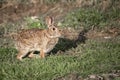 Backyard Spring Bunny in Grass