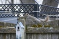 Backyard Squirrel on Fence by Birdhouse