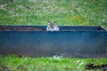 Backyard Squirrel Peeking out of Flowerbox