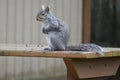 Backyard Squirrel On Picnic Table Royalty Free Stock Photo