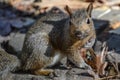 Squirrel Scratching Itself in Fall Royalty Free Stock Photo