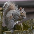 Backyard Squirrel Eating Black Sunflower Seeds on Fence Royalty Free Stock Photo