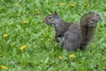 Backyard Squirrel Sitting in Grass with Dandelions