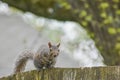 Backyard Squirrel Sitting on a Wooden Fence