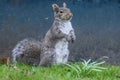 Backyard Squirrel Standing on Hind Legs