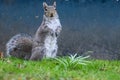 Backyard Squirrel Standing on Hind Legs