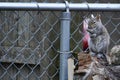 Backyard Squirrel On Woodpile by Fence