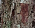 Bark looks beautiful Royalty Free Stock Photo