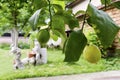 Backyard and two lemons in a pot