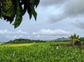 Backyard vegetable garden Royalty Free Stock Photo