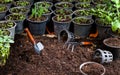 Backyard Vegetable Garden