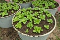 Backyard vegetable garden