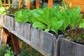 Backyard vegetable growing in the wooden containers