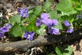 Backyard Violets 1 Royalty Free Stock Photo