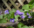 Backyard Violets 2 Royalty Free Stock Photo
