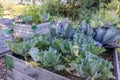 Backyard with wooden garden beds, cabbage plant with its huge leaves bitten by insects