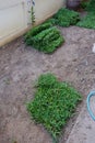 backyard, yard work planting a new sod grass Royalty Free Stock Photo