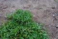 Backyard, yard work planting a new sod grass Royalty Free Stock Photo