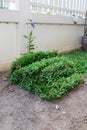 Backyard, yard work planting tree and grass Royalty Free Stock Photo