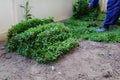 Backyard, yard work planting tree and grass Royalty Free Stock Photo