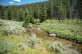 Bacon Rind Creek Heads Into Thick Pine Forest In Yellowstone