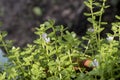 Bacopa monnieri, Bitter Leaf, Water Hyssop, Brahmi, Thyme-leaved gratiola, Water hyssop, trees. Royalty Free Stock Photo