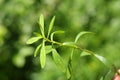 Bacopa monnieri ,Bitter Leaf, Royalty Free Stock Photo