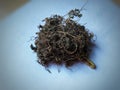 Bacopa monnieri or Brahmi dried leaves is used in Indian ayurvedic herbal medicine.