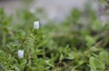 Bacopa monnieri, herb Bacopa is a medicinal herb used in Ayurveda, also known as `Brahmi` Royalty Free Stock Photo