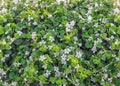 Bacopa monnieri, a perennial, creeping herb, water hyssop, water hyssop, brahmi, thyme-leafed gratiola, herb of grace, Indian Royalty Free Stock Photo