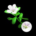 Bacopa monnieri plant on black background. Brahmi or waterhyssop, thyme-leafed gratiola, water hyssop, herb of grace Royalty Free Stock Photo