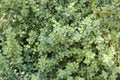 Bacopa monnieri plants