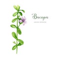 Bacopa plant with green leaves and flower watercolor illustration. Hand drawn Bacopa monnieri adaptogenic medicinal herb