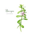 Bacopa plant watercolor illustration. Hand drawn Bacopa monnieri adaptogenic medicinal herb. Brahmi herb stem with Royalty Free Stock Photo