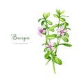 Bacopa plant watercolor illustration. Hand drawn Bacopa monnieri adaptogenic medicinal herb. Brahmi herb ayurveda