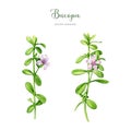 Bacopa plant watercolor illustration set. Hand drawn Bacopa monnieri adaptogenic medicinal herb. Brahmi herb ayurveda