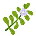 Bacopa plant with white purple flower and green leaves. Isolated drawing on white background Royalty Free Stock Photo
