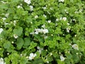 Bacopa scopia 'Gulliver White' Royalty Free Stock Photo