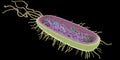 The bacteria anatomy