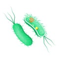 Bacteria anatomy. outside and inside view. Cross section of cell Royalty Free Stock Photo
