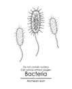 Bacteria Royalty Free Stock Photo