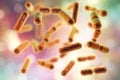 Bacteria Bacteroides fragilis, the major component of normal microbiome of human intestine