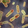 Bacteria Bacteroides fragilis
