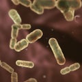 Bacteria Bacteroides fragilis